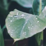 rain, drop of water, hd wallpaper, raindrop, leaf, nature, beautiful nature, drip, plant, garden, green, 4k wallpaper, nature background, nature wallpaper